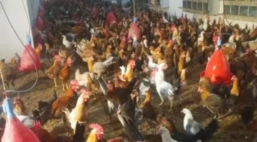 تحديث بورصة الغربية.. رصد أسعار الدواجن في الأسواق خلال تعاملات الأحد